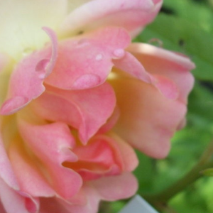 Na spletni nakup vrtnice - Rumena - Vrtnica plezalka - Diskreten vonj vrtnice - Rosa Phyllis Bide - S. Bide & Sons, Ltd. - -